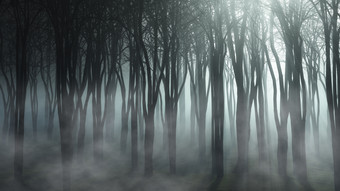 雾天<strong>森林景观</strong>摄影图片