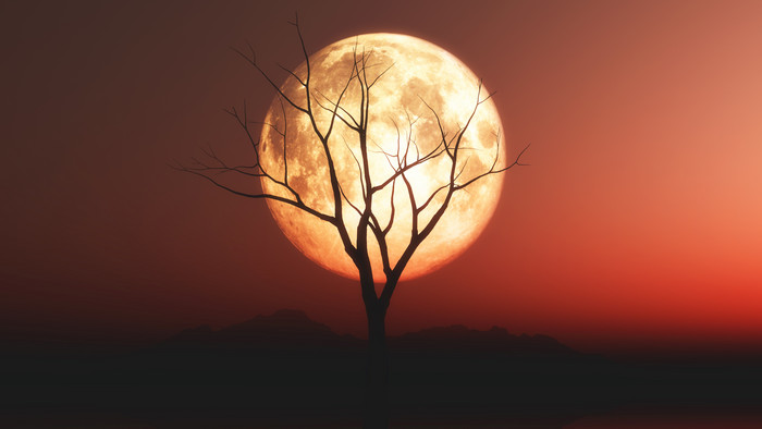 黄昏圆月与树木剪影摄影图片