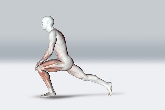 拉伸姿势下男性抱膝及肌肉的三维渲染
