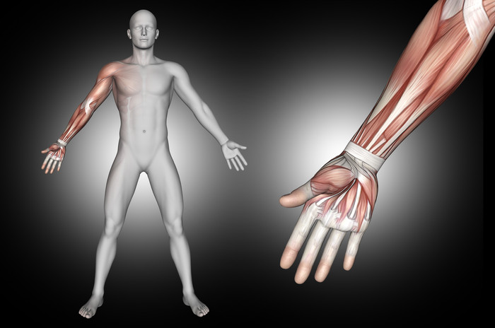 一个手臂肌肉突出的男性医学图形的三维渲染