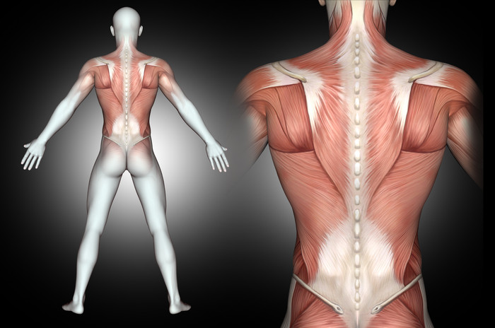 三维渲染 男性整体背部肌肉突出显示医学影