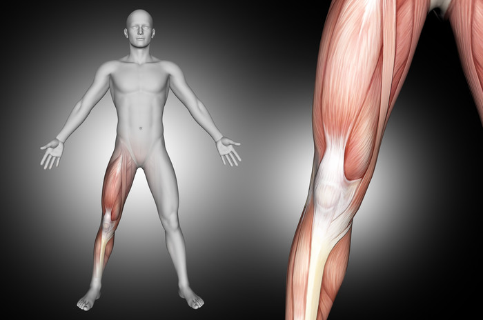 三维绘制男性人体膝盖肌肉突出医学影像