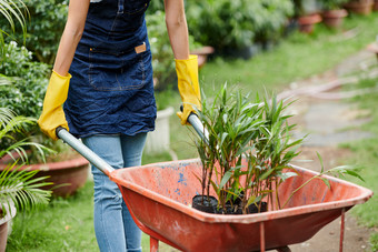 用推车移动<strong>植物的</strong>园丁