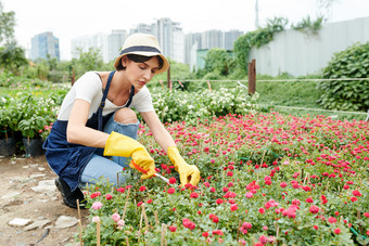 <strong>修剪</strong>植物的园丁