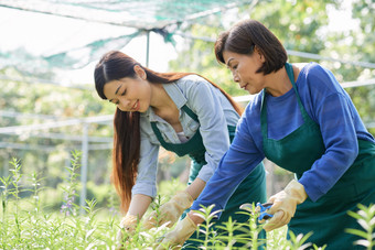 园艺种植<strong>植物的</strong>女人