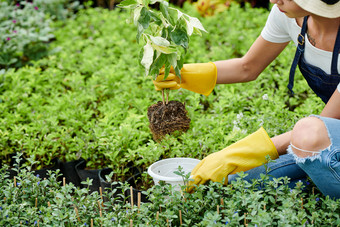 栽培植物的<strong>特写镜头</strong>