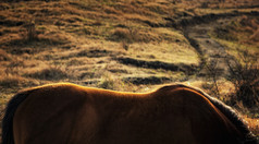 逆光拍摄草原马背摄影图