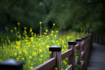 公园油菜花小道摄影图