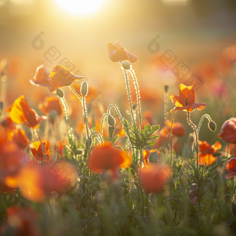 高清柔和阳光露珠花朵摄影图