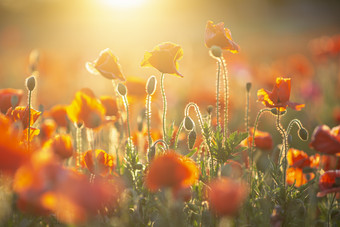 清晰高清早晨阳光花朵摄影图