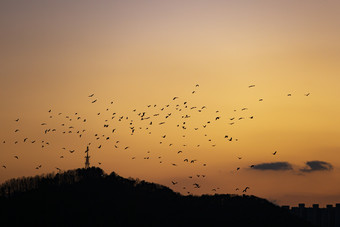 落日余晖群鸟摄影图