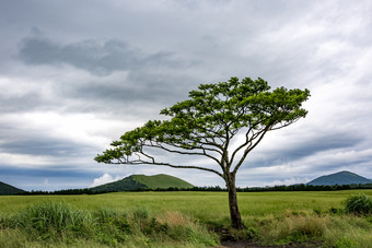 美丽<strong>清新</strong>绿野奇踪摄影图