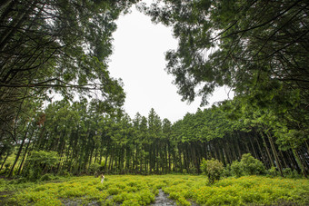 环保绿色丛林树木摄影图