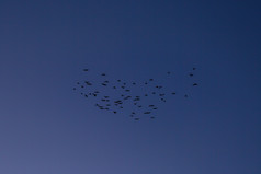 傍晚蓝天群鸟归家摄影图