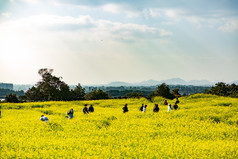 游玩油菜花田摄影图