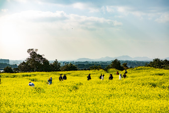 游玩<strong>油菜花</strong>田摄影图