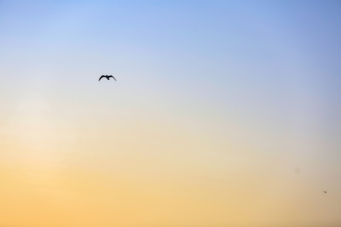 淡黄天空鸟儿自然摄影图