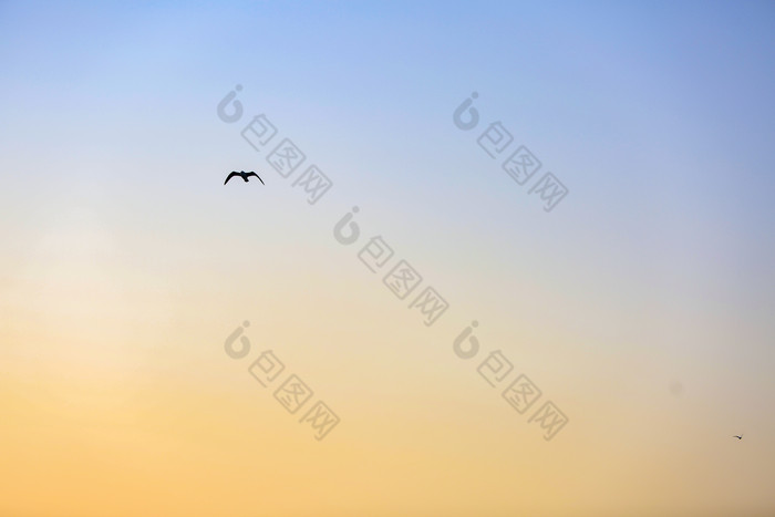 淡黄天空鸟儿自然摄影图