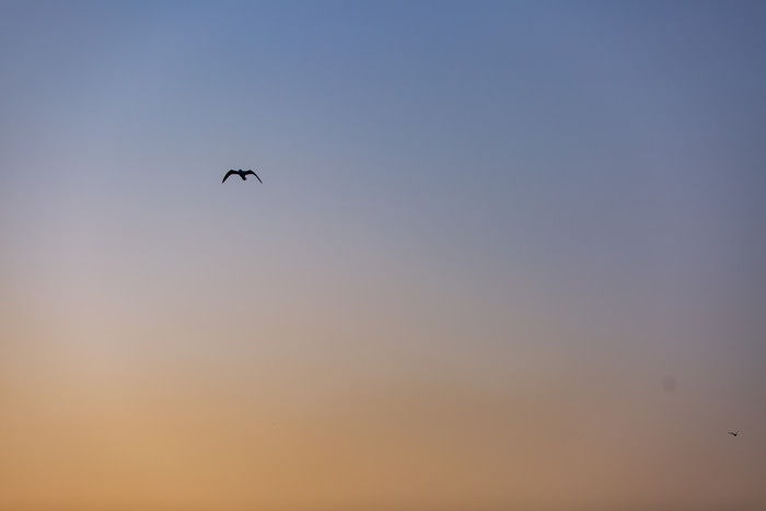 落日余晖飞鸟摄影图