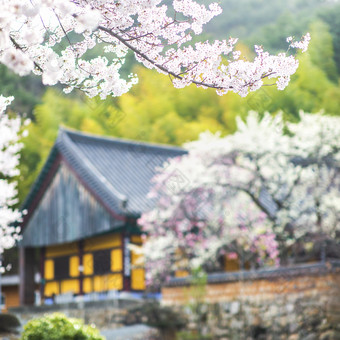 日式建筑和樱花树