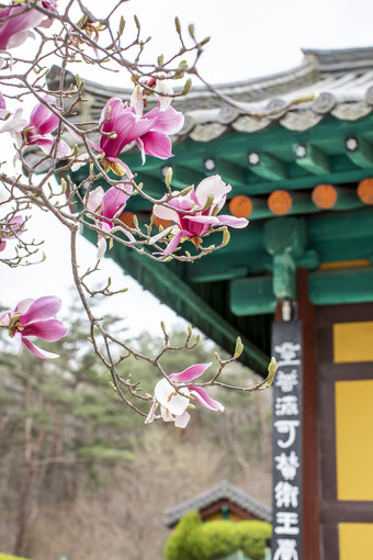 高清寺庙桃花摄影图