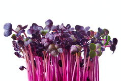 紫色植物叶子摄影图