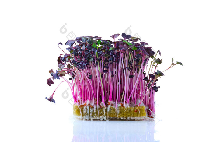 发芽的紫色植物摄影图