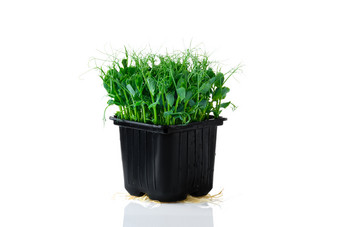黑色花盆绿植植物