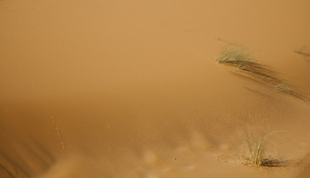 沙漠中生长的枯草
