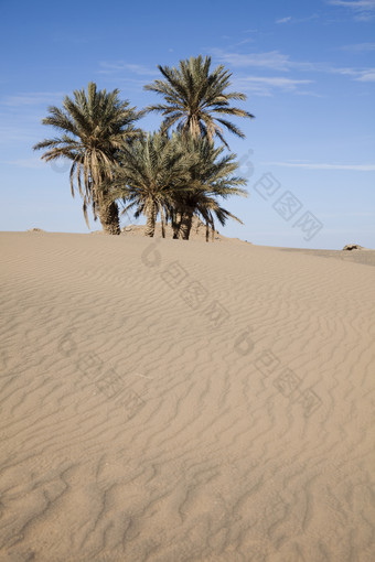 沙漠中的大树摄影图
