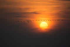 日出一排小鸟摄影图