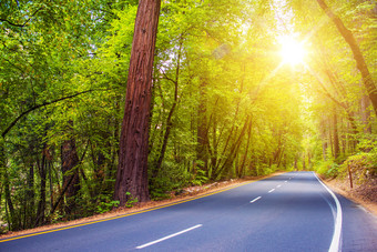 阳光下的树林道路