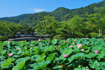 <strong>山林</strong>树木莲花花卉