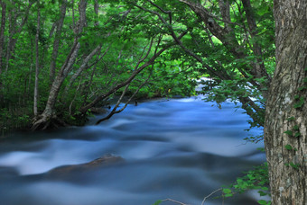 穿越深林的河流摄影图