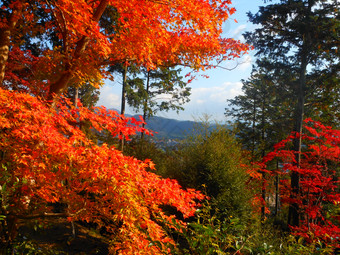 红色叶子枫叶摄影图