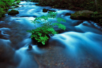 <strong>小</strong>河流水绿植摄影图