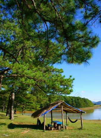 河岸边的大树草坪景色