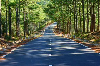 树荫下的公路摄影图