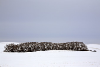 <strong>大雪</strong>树林天空白色