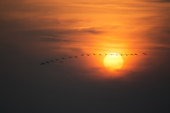 黄昏空中<strong>飞翔的小鸟</strong>