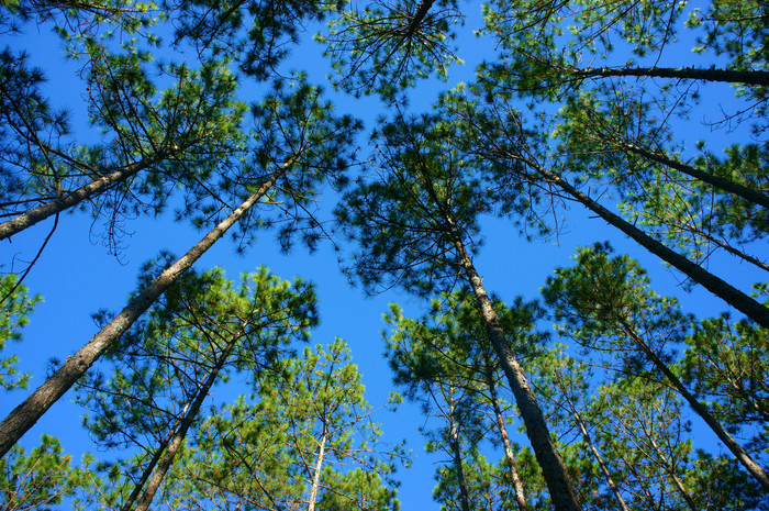 高耸入云的树木摄影图