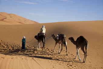 行走在沙漠上的骆驼