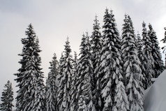 冬季雪景松树树林