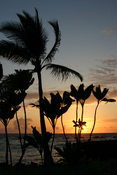 自然风景海边夜景椰子树