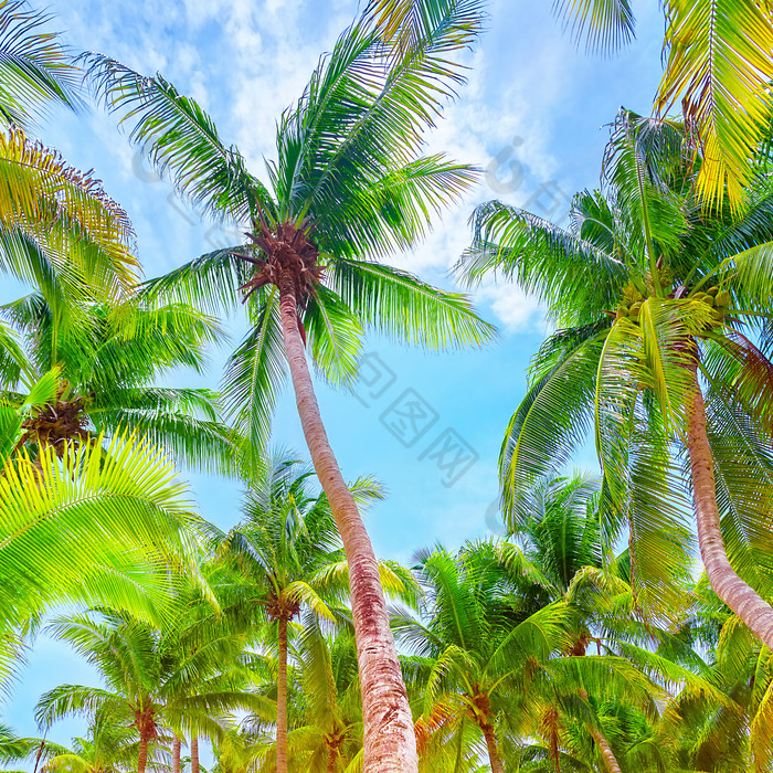 晴朗天空下的棕榈树