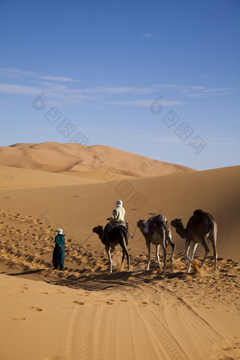 在阿拉伯沙漠上行走的三只骆驼