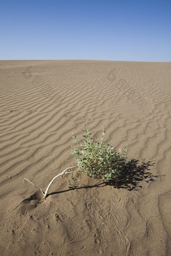 沙漠上的<strong>小树苗</strong>摄影图