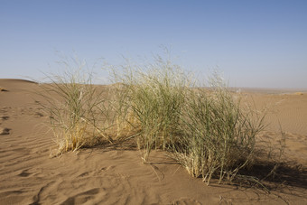 沙漠中生长的杂草