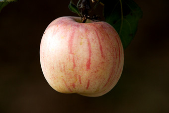 水果苹果食品摄影图