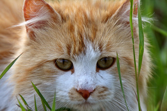 草丛中可爱的小猫